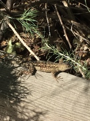 Sceloporus occidentalis