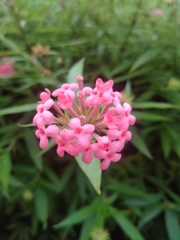 Arachnothryx leucophylla