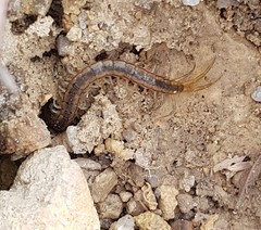 Scolopendra morsitans