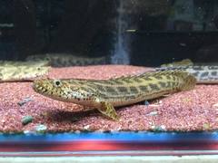 Guinean Bichir photo 1