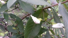 Bowkeria verticillata