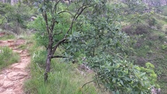 Bowkeria verticillata