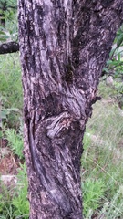 Bowkeria verticillata