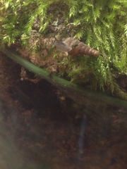Alinda biplicata
