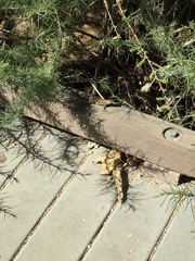 Sceloporus occidentalis