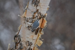 Sitta europaea albifrons