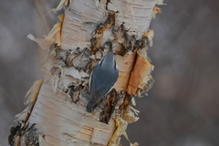 Sitta europaea albifrons