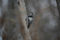 Dryobates minor kamtschatkensis