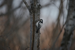 Dryobates minor kamtschatkensis