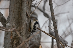 Dryobates minor kamtschatkensis