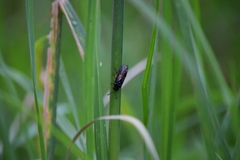 Lophyrotoma analis