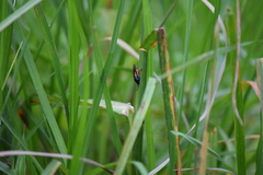 Lophyrotoma analis