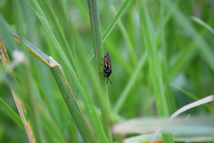 Lophyrotoma analis