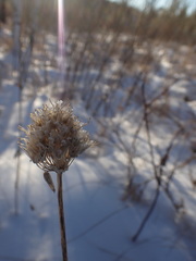 Allium microdictyon