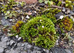 Bryum dichotomum
