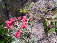 Pyranthus alasoa