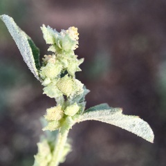 Atriplex suberecta