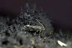 Tinea fagicola