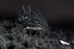 Tinea fagicola