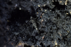 Tinea fagicola