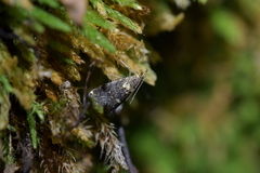 Glaucocharis microdora