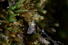 Glaucocharis microdora