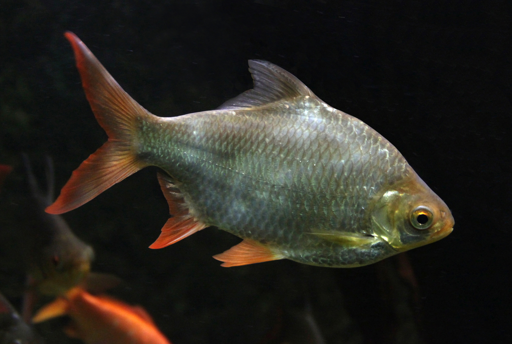 Red-Tail Tinfoil Barb