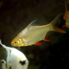 Red-Tail Tinfoil Barb photo 4