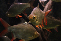 Red-Tail Tinfoil Barb photo 2