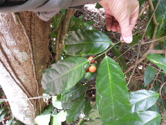 Salacia