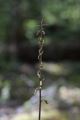 Gastrodia cunninghamii