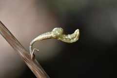 Gastrodia cunninghamii