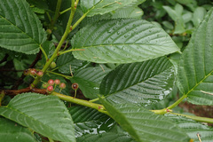 Rhamnus fallax