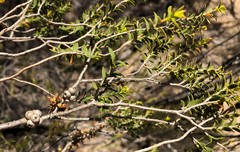 Melaleuca acuminata