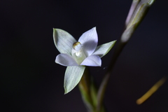 Thelymitra purpureofusca