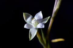 Thelymitra purpureofusca