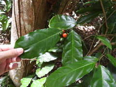 Salacia