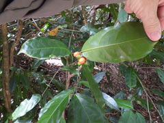 Salacia