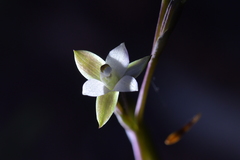 Thelymitra purpureofusca
