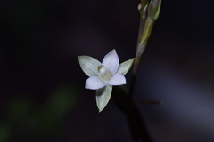 Thelymitra purpureofusca