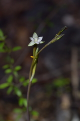 Thelymitra purpureofusca