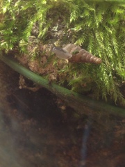 Alinda biplicata