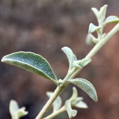 Atriplex stipitata