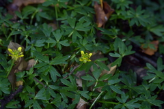Ranunculus amphitrichus