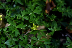 Ranunculus amphitrichus