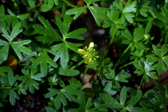 Ranunculus amphitrichus