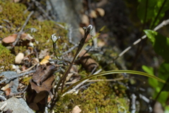 Thelymitra purpureofusca