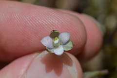 Thelymitra purpureofusca