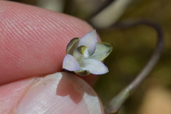Thelymitra purpureofusca