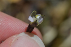 Thelymitra purpureofusca